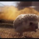 Hedgehog Explosion