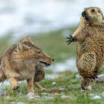 Surprised Marmot