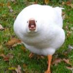 Yelling goose