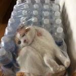 Cat Stuck In bottles meme