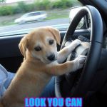 cute dog | HOP IN; LOOK YOU CAN TRUST THIS FACE. RIGHT? | image tagged in cute dog | made w/ Imgflip meme maker