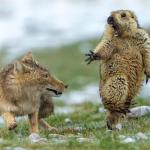 Fox scaring marmot