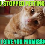 Cattitude | YOU STOPPED PETTING ME DID I GIVE YOU PERMISSION? | image tagged in curious question cat,cats are awesome,living with cats,funny memes,cats,pets | made w/ Imgflip meme maker