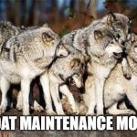 pack of wolves | VOAT MAINTENANCE MODE | image tagged in pack of wolves | made w/ Imgflip meme maker