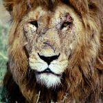 beaten lion