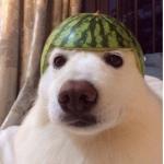 Watermelon doggo meme