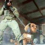 Military Dachshund