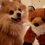Bert the Pomeranian and Foxy Friend