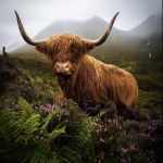 Coo | COME SEE ME; ISLE OF SKYE | image tagged in coo | made w/ Imgflip meme maker