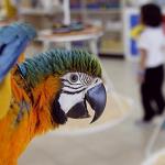 PetSmart Parrots Teaching N Word