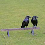 Two crows