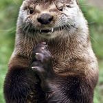 Evil Otter | BE AFRAID BE VERY AFRAID | image tagged in memes,evil otter | made w/ Imgflip meme maker