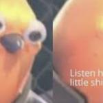 Listen here you little shit bird meme