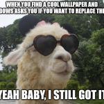 cool llama | WHEN YOU FIND A COOL WALLPAPER AND WINDOWS ASKS YOU IF YOU WANT TO REPLACE THE FILE; YEAH BABY, I STILL GOT IT | image tagged in cool llama | made w/ Imgflip meme maker