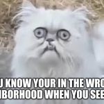 crazy cat | YOU KNOW YOUR IN THE WRONG NEIGHBORHOOD WHEN YOU SEE THIS | image tagged in crazy cat | made w/ Imgflip meme maker