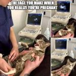 CatScan Pregnant | THE FACE YOU MAKE WHEN YOU REALIZE YOU'RE PREGNANT | image tagged in cat,pregnant,fun,funny animals | made w/ Imgflip meme maker
