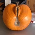Sexy pumpkin