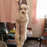 Pole dancing dog