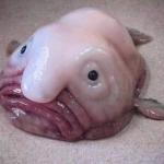 Ugly fish meme