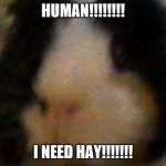 I need hay | HUMAN!!!!!!!! I NEED HAY!!!!!!! | image tagged in max the piggie,guinea pig | made w/ Imgflip meme maker