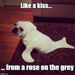 Seal - Kiss from a rose | Like a kiss... ... from a rose on the grey | image tagged in halloween dog seal,seal,kiss,rose,funny meme | made w/ Imgflip meme maker
