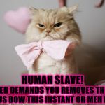 REMOVE IT | MEH DEMANDS YOU REMOVES THIS ATROCIOUS BOW THIS INSTANT OR MEH KILLS YOU; HUMAN SLAVE! | image tagged in remove it | made w/ Imgflip meme maker