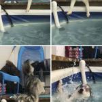 Dog falling into pool