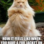 Proud Cat | HOW IT FEELS LIKE WHEN YOU HAVE A FUR JACKET ON | image tagged in proud cat | made w/ Imgflip meme maker