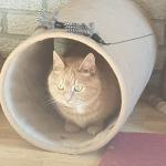 cat in a tunnel