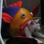Cat eaten by play-fish