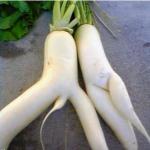 Radishes meme