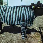 Zebra Cow