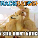 Tradesatoshi DOGE | THEY STILL DIDN'T NOTICE ME | image tagged in tradesatoshi doge | made w/ Imgflip meme maker