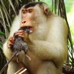 Rat-eating macaque meme