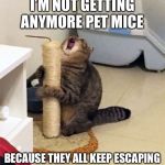 Over Dramatic Cat | I’M NOT GETTING ANYMORE PET MICE; BECAUSE THEY ALL KEEP ESCAPING | image tagged in over dramatic cat | made w/ Imgflip meme maker
