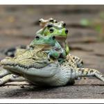 Five frogs on a crocodile