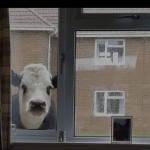 Cow in window soon