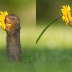Squirrel smells a flower