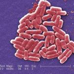 bacteria