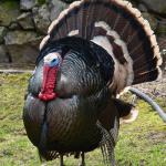 TurkeyGate