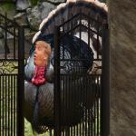 The TurkeyGate Impeachment