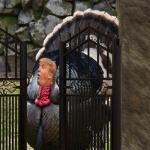 The TurkeyGate Impeachment