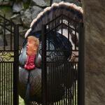 The TurkeyGate Impeachment