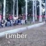 Timber GIF Template