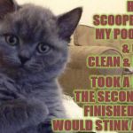 SUCCESS CAT | HUMAN SCOOPED OUT MY POOP BOX & GOT IT CLEAN & FRESH; TOOK A DUMP THE SECOND SHE FINISHED SO IT WOULD STINK AGAIN | image tagged in success cat | made w/ Imgflip meme maker