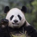 Panda eating bamboo meme
