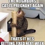 Over Dramatic Cat | THE NEIGHBORS CAT IS PREGNANT AGAIN; THAT’S IT HE’S GETTING FIXED NEXT WEEK | image tagged in over dramatic cat | made w/ Imgflip meme maker