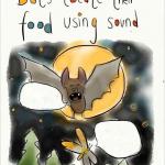 Bats locate their food using sound meme