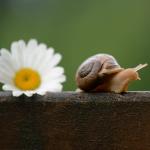 snail speedy recovery get well soon