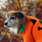 Sad Pumpkin Dog